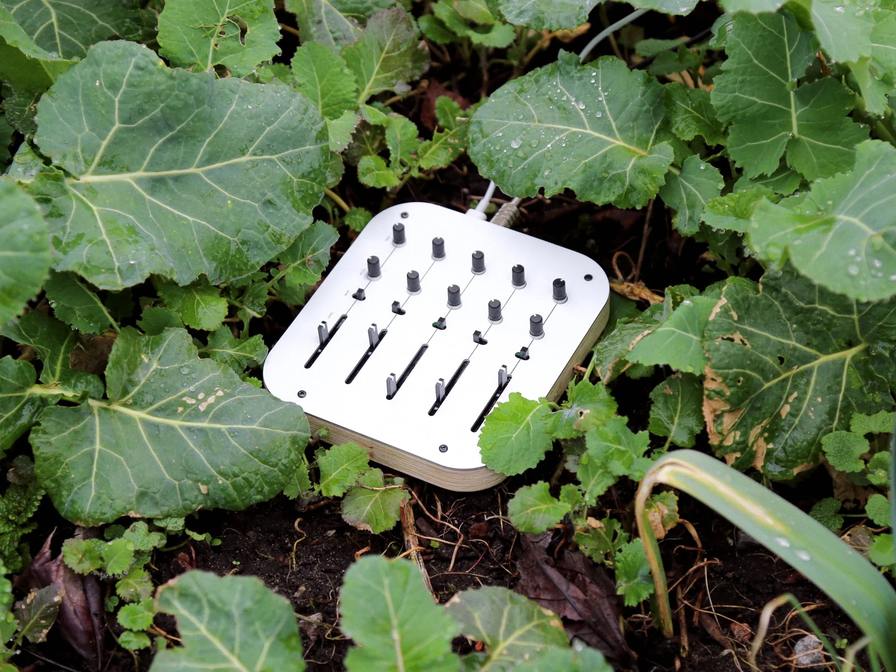 The white Crows Electromusic OVUM analog oscillator instrument sitting among green leaves